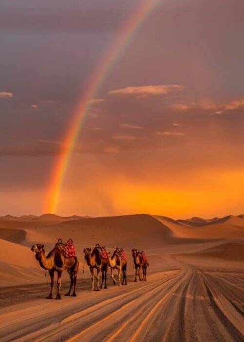 camels in the desert